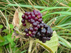 Callicarpa candicans