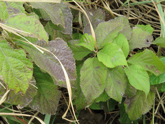 Callicarpa candicans