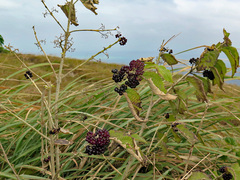 Callicarpa candicans