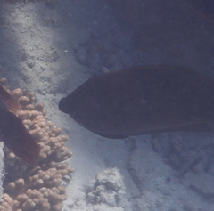 Ctenochaetus striatus