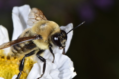 Bombus griseocollis