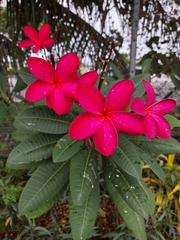 Plumeria rubra