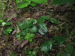 Vincetoxicum rotundifolium