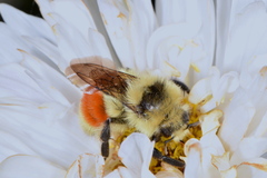 Bombus huntii