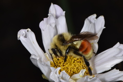 Bombus huntii