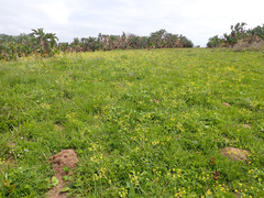Afrosciadium caffrum