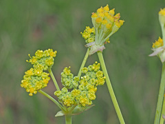 Afrosciadium caffrum