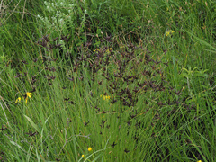 Cyperus nitidus