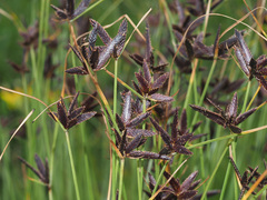Cyperus nitidus