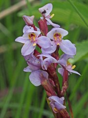 Disa similis