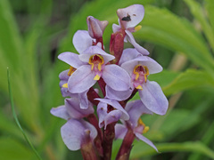 Disa similis
