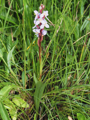 Disa similis