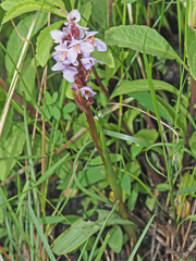 Disa similis