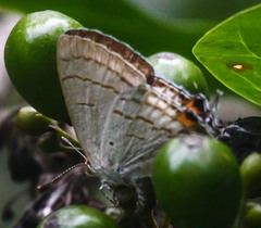 Hypolycaena philippus