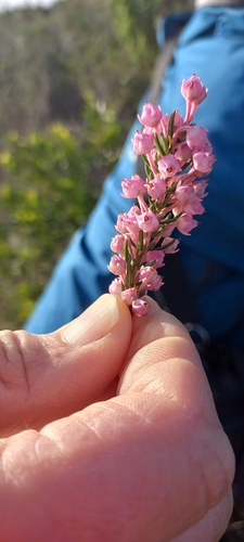 Image of Erica irregularis by (c) Adele SL, some rights reserved (CC BY)