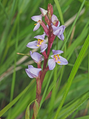 Disa similis
