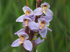 Disa similis