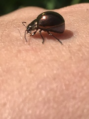 Chrysolina aurichalcea