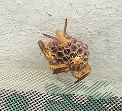 Polistes wattii