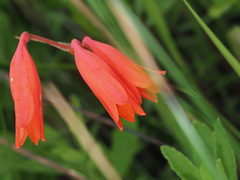Cyrtanthus brachyscyphus