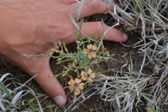 Linum puberulum
