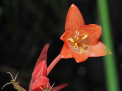 Cyrtanthus brachyscyphus