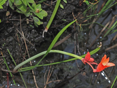 Cyrtanthus brachyscyphus