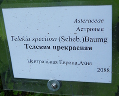 Telekia speciosa