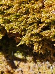 Ctenidium molluscum
