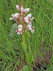 Satyrium sphaerocarpum