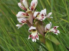 Satyrium sphaerocarpum