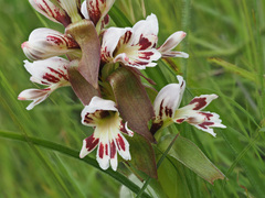 Satyrium sphaerocarpum