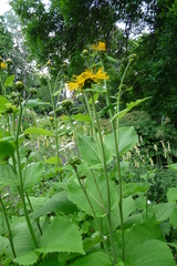 Telekia speciosa