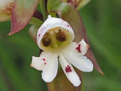 Satyrium sphaerocarpum