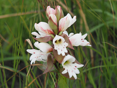 Satyrium sphaerocarpum