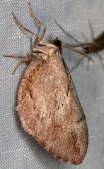 Stamnoctenis pearsalli