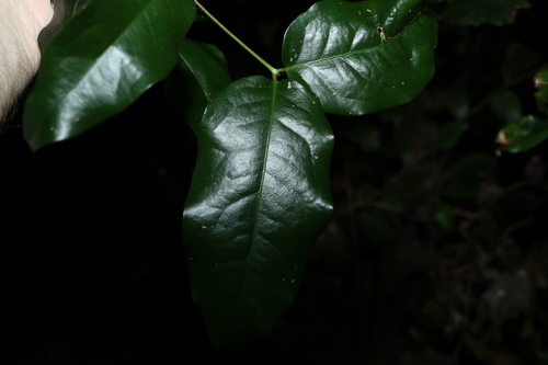 Dissiliaria baloghioides (Dissiliaria baloghioides)