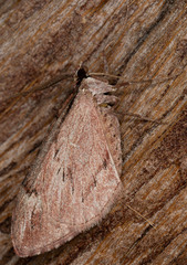 Stamnoctenis pearsalli