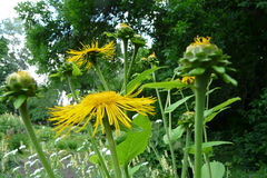 Telekia speciosa