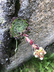 Sempervivum heuffelii