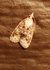 Platynota exasperatana