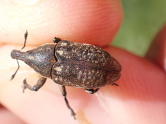 Larinus pollinis