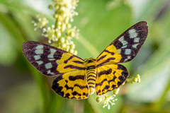 Dysphania subrepleta