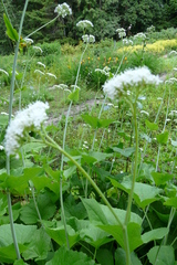 Valeriana alliariifolia