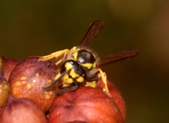 Vespula germanica