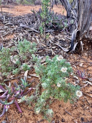 Vittadinia dissecta hirta