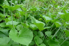 Valeriana alliariifolia