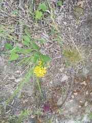 Solidago decurrens