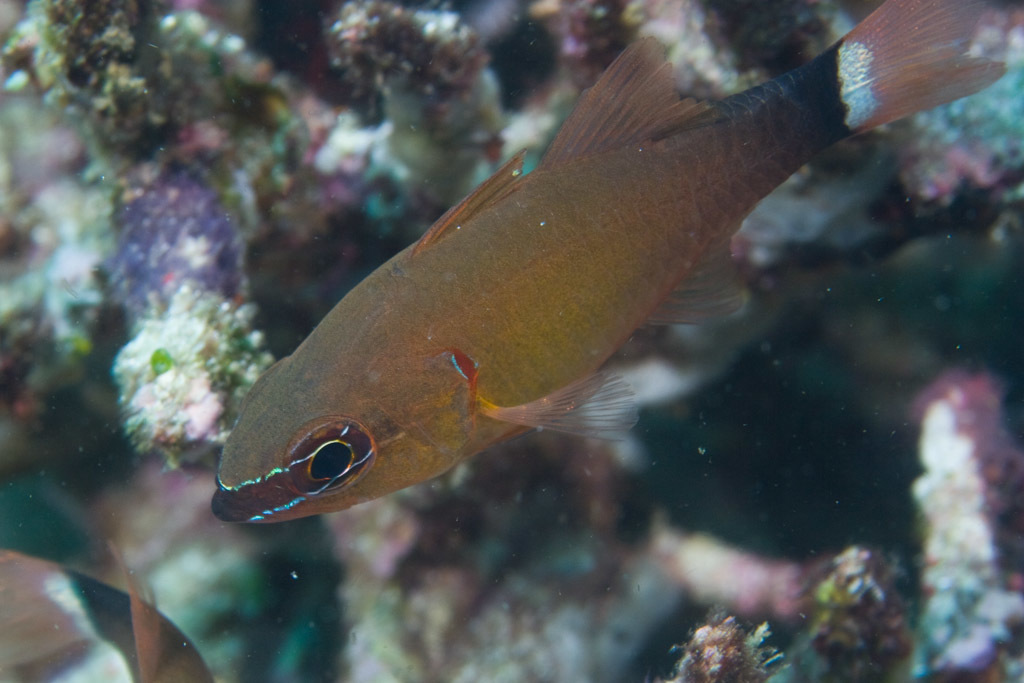 Komodo cardinalfish (Ostorhinchus komodoensis) — Apogonidae