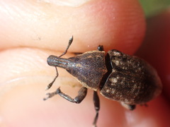 Larinus pollinis